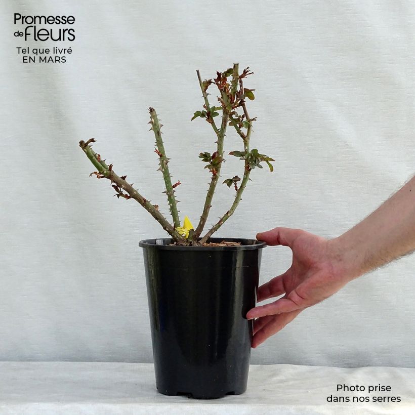 Rosa 'Bobino' - Shrub Rose 4L/5L pot sample as delivered in spring