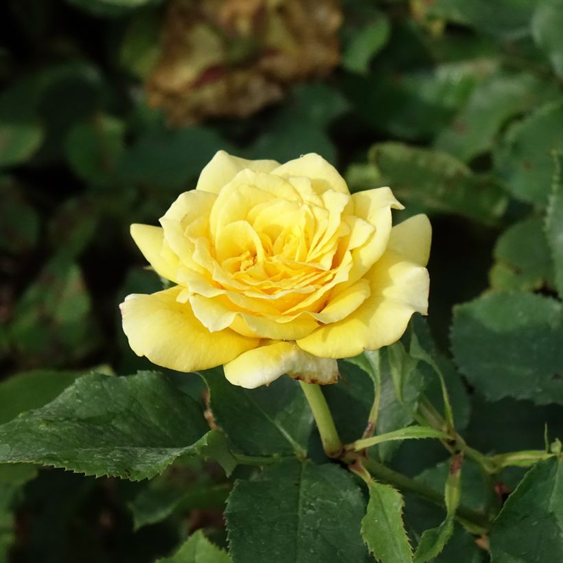 Rosa 'La Rotonde' - Hybrid Tea Rose (Flowering)