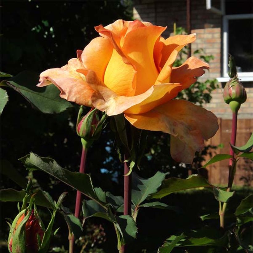 Rosa 'Louis de Funes' - Shrub Rose (Flowering)