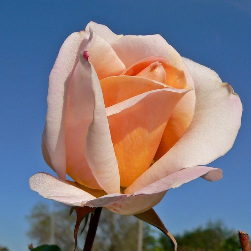 Rosa 'Michèle Meilland' - Shrub Rose (Flowering)