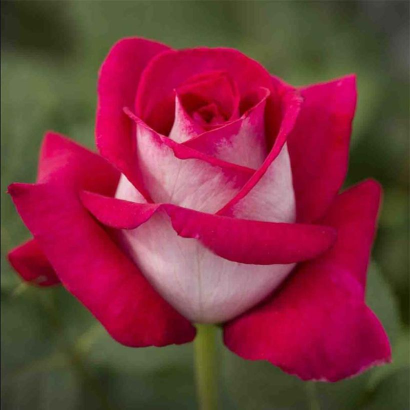 Rosa 'Monica Bellucci' - Hybrid Tea Rose (Flowering)