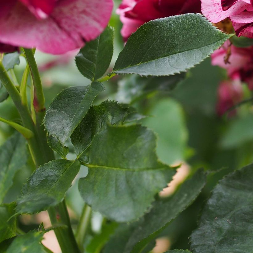 Rosa New Imagine - Shrub Rose (Foliage)