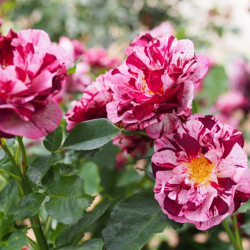 Rosa New Imagine - Shrub Rose (Flowering)