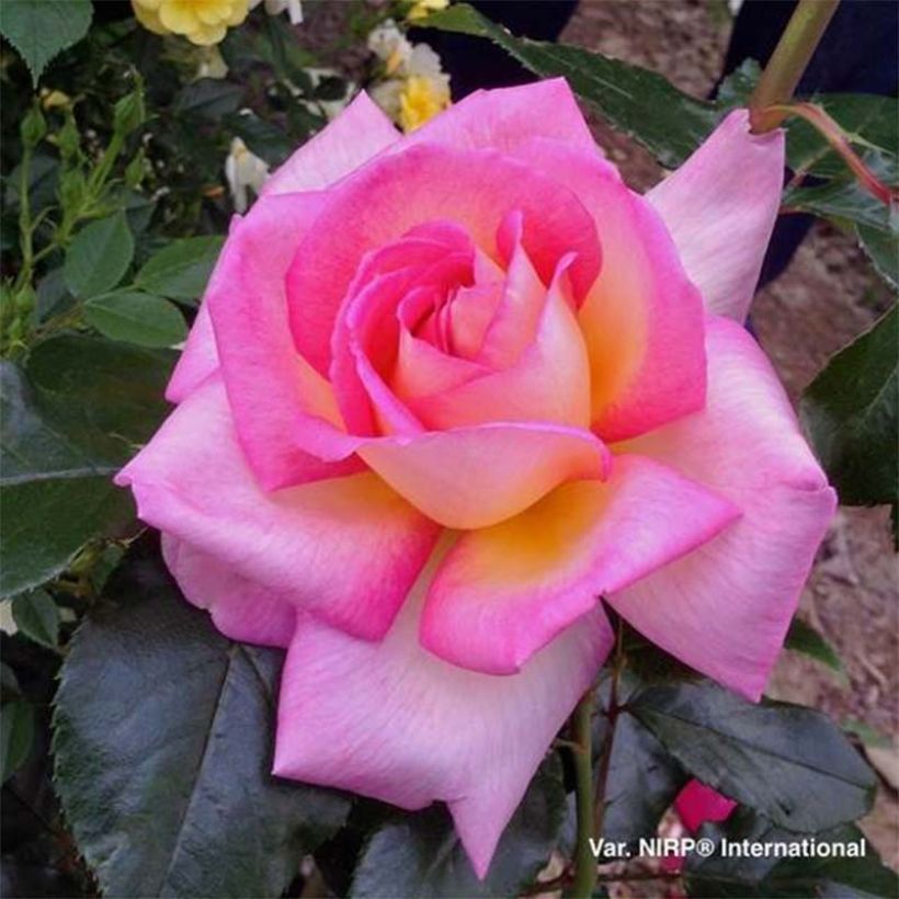 Rosa Parfum de Nantes (Flowering)