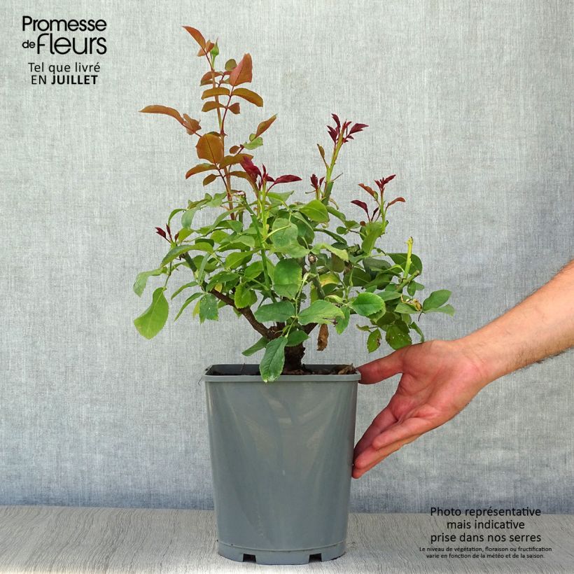 Rosa Paris d'Yves Saint-Laurent 4L/5L pot sample as delivered in summer
