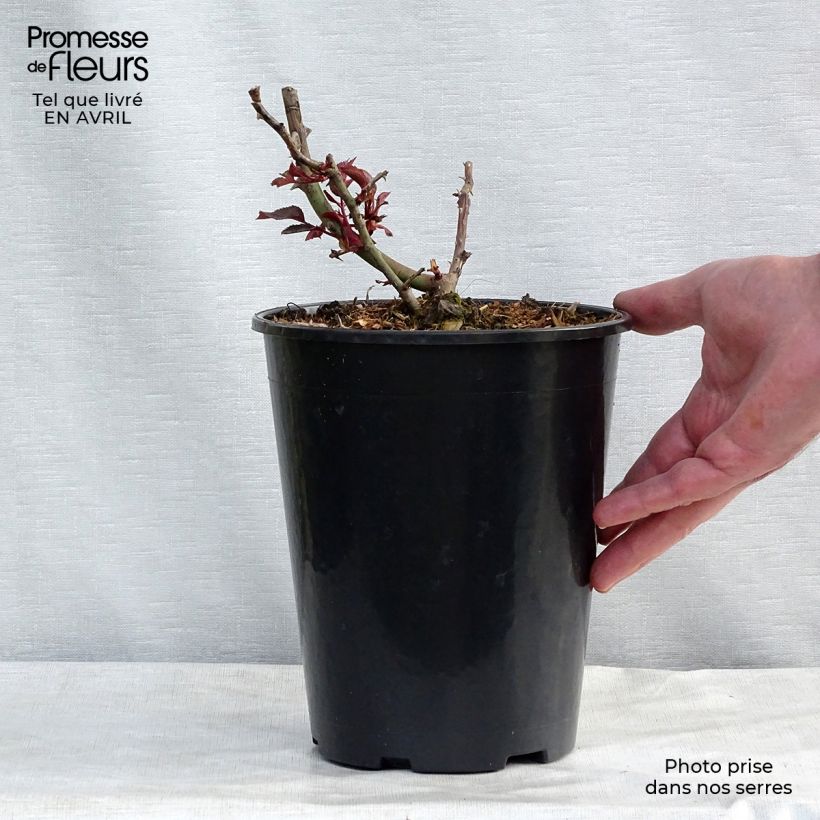 Rosa Renaissance Princesse Alexandra 4L/5L pot sample as delivered in spring