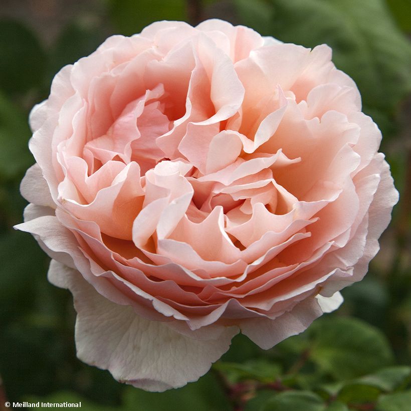 Rosa Princesse Charlene de Monaco (Flowering)