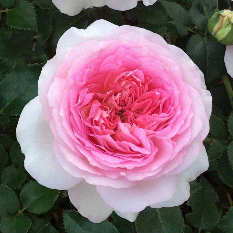 Rosa Ragazza (Flowering)