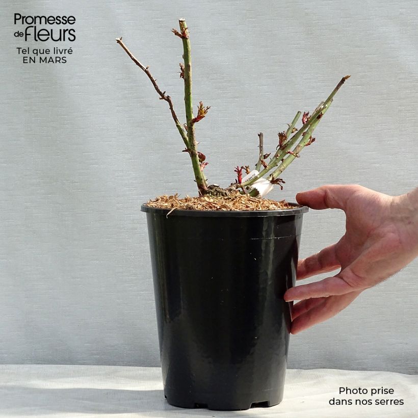Rosa République de Montmartre 4L/5L pot sample as delivered in spring
