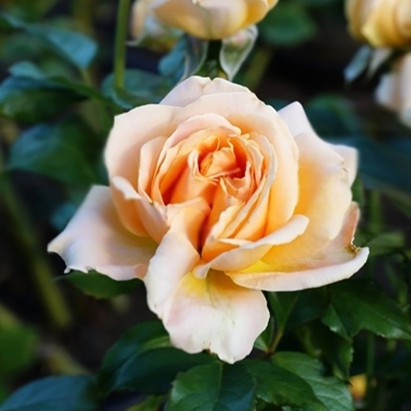 Rosa Anahe (Flowering)