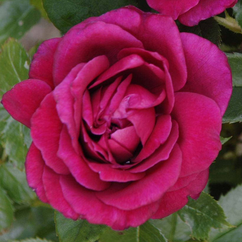 Rosa Lalande de Pomerol  (Flowering)