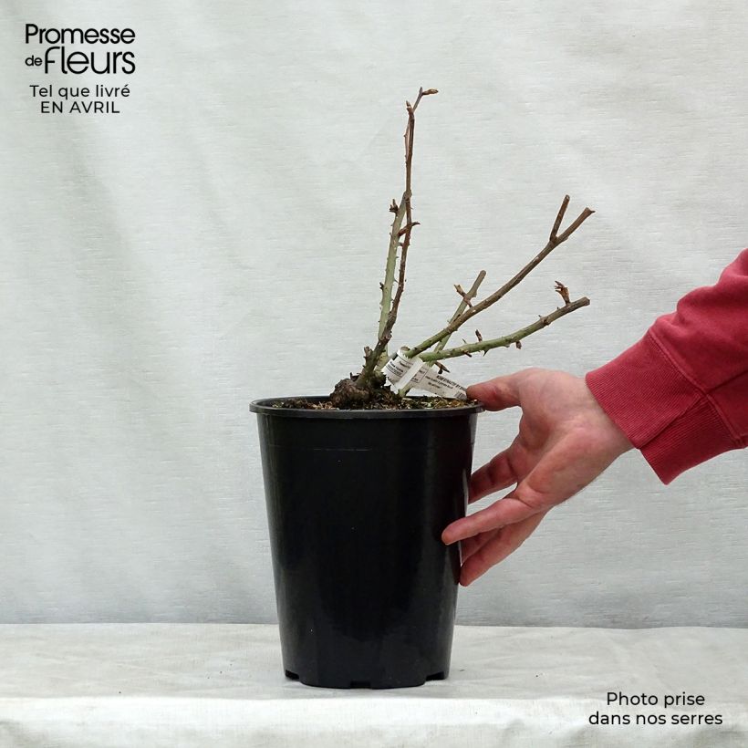 Rosa Rose Synactif by Shiseido 4L/5L pot sample as delivered in spring