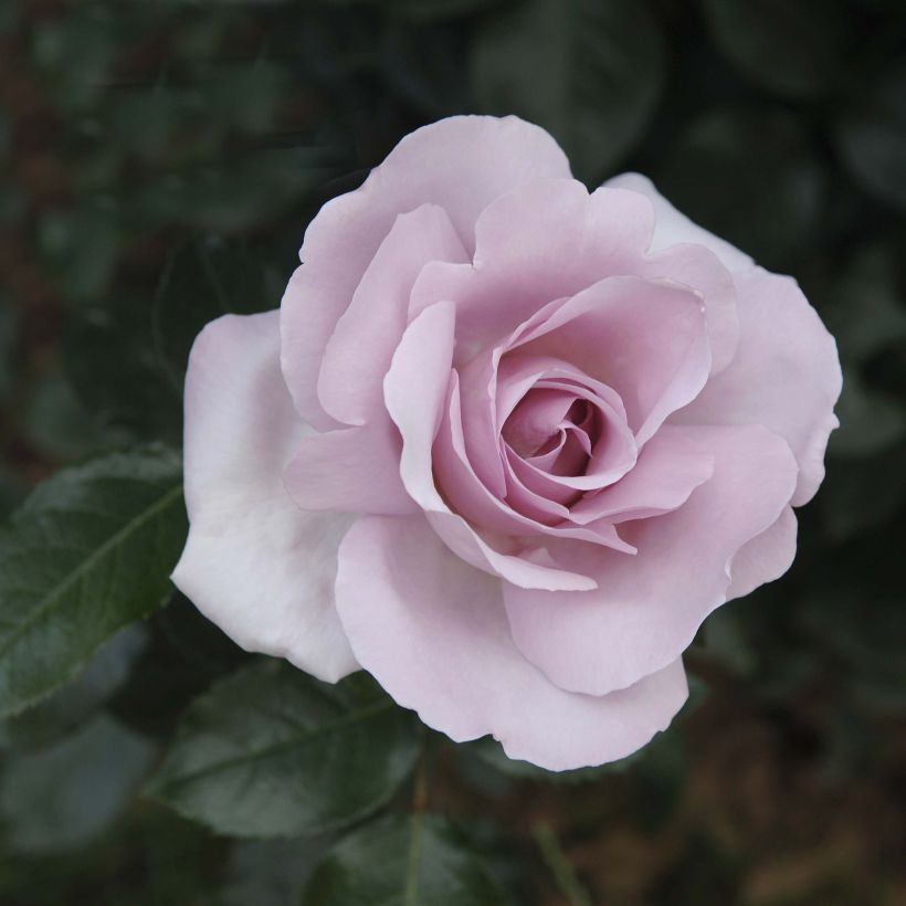 Rosa Rose Synactif by Shiseido (Flowering)