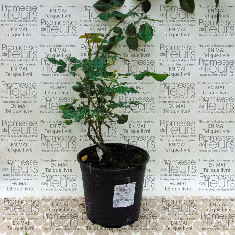 Example of Rosa Sophia Renaissance - Hybrid Tea Rose specimen as delivered