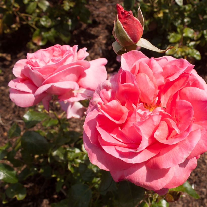 Rosa Special Anniversary (Flowering)