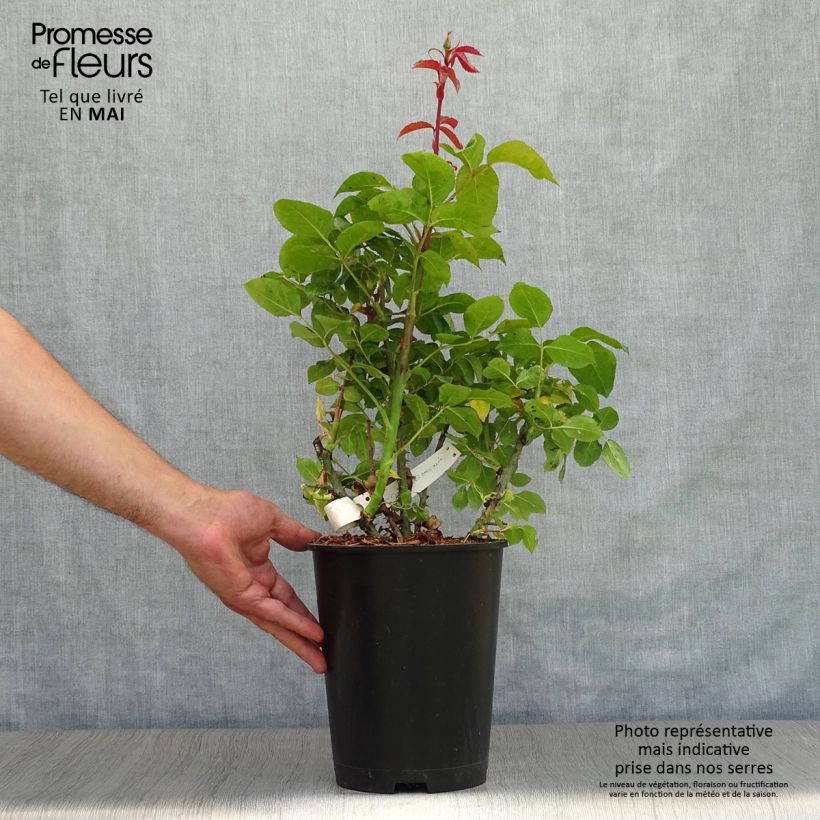 Rosa Special Anniversary 4L/5L pot sample as delivered in spring