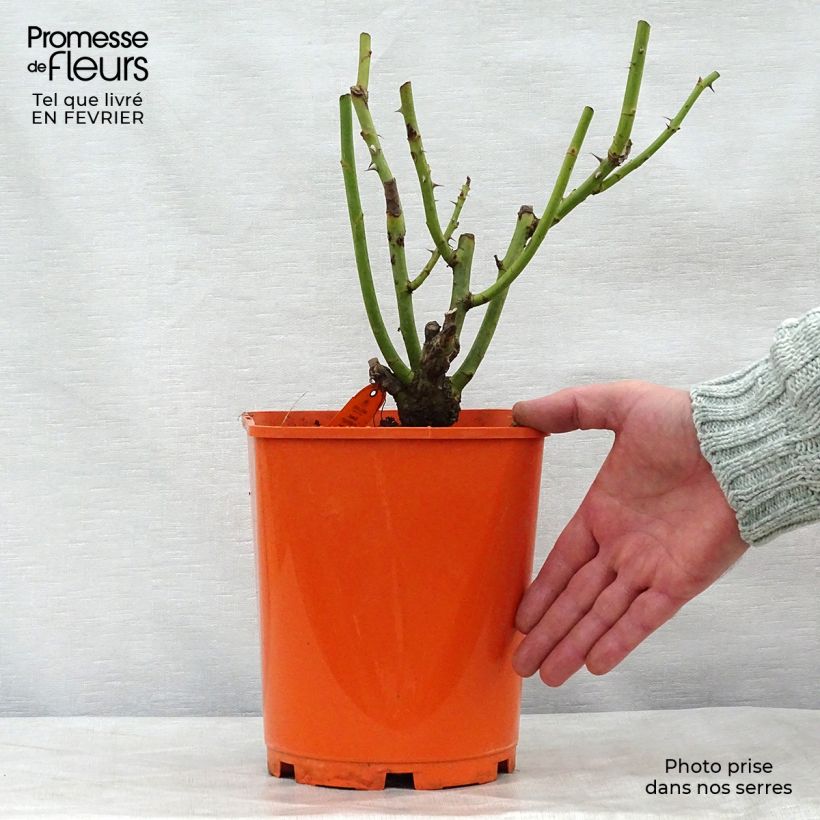 Rosa Sweet Eureka 4L/5L pot sample as delivered in winter