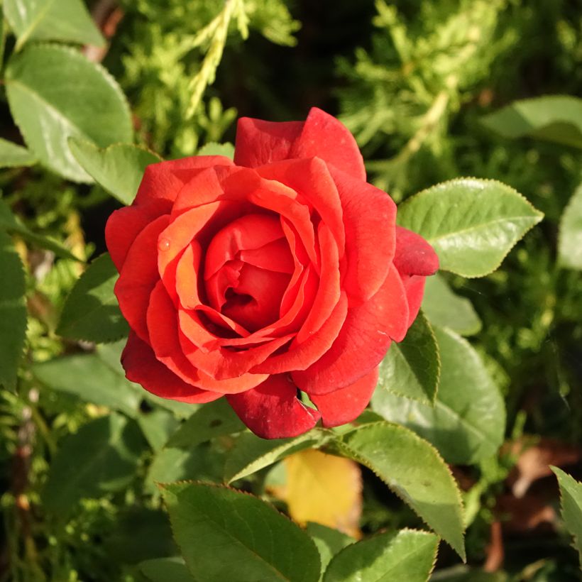 Rosa Terra Botanica  (Flowering)