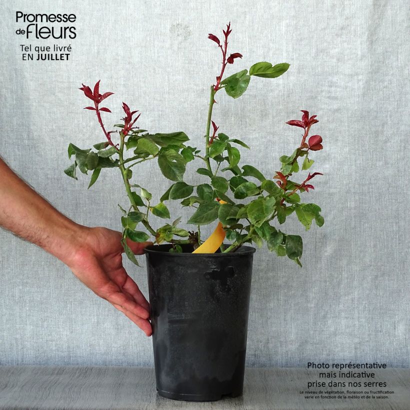 Rosa Terracotta Simchoca 4L/5L pot sample as delivered in summer