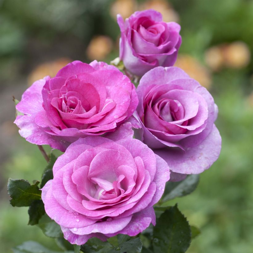 Rosa Violette Parfumée (Flowering)