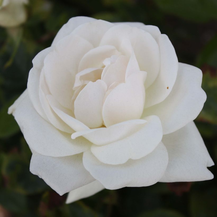 Rosa Virgo (Flowering)