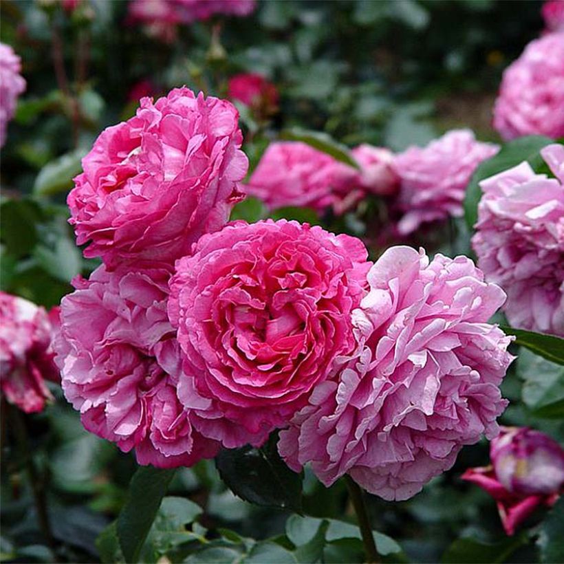 Rosa Yves Piaget (Flowering)
