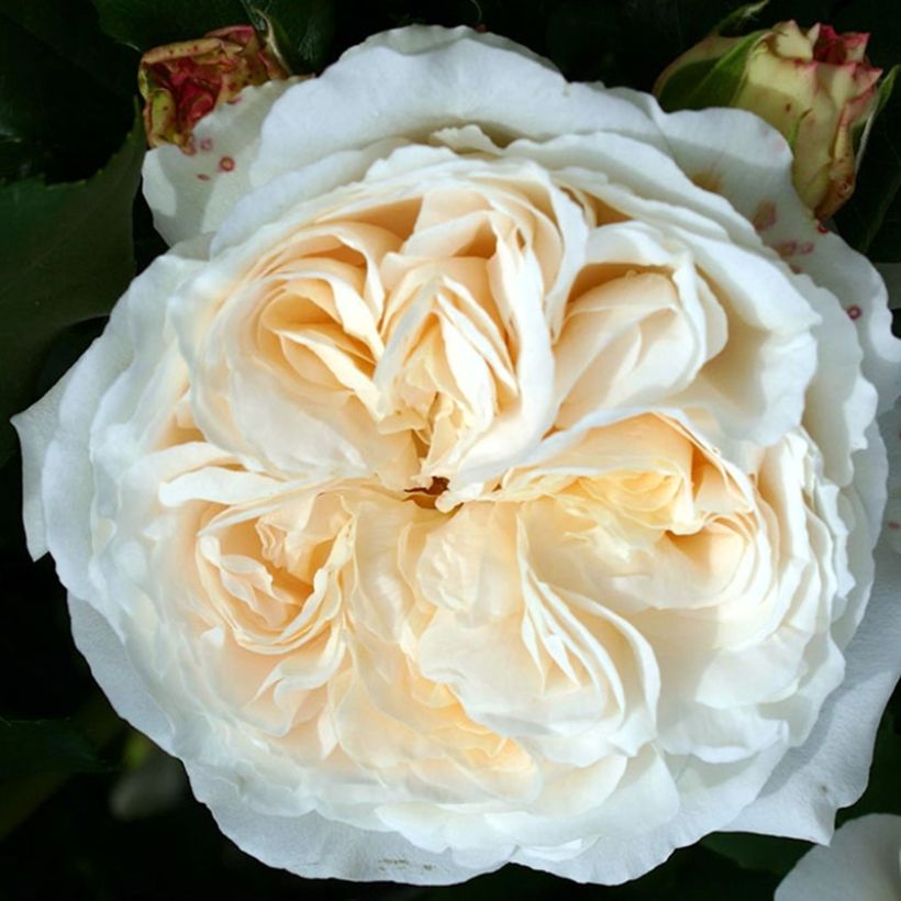 Rosa floribunda Kosmos - Floribunda Rose (Flowering)
