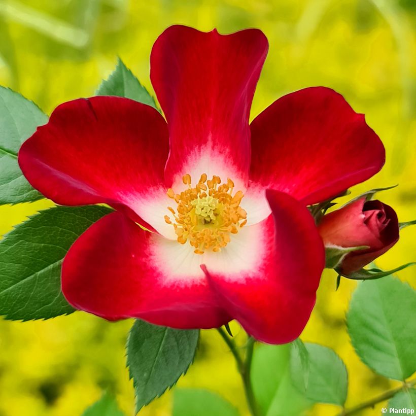 Rosa Everglow Ruby (Flowering)