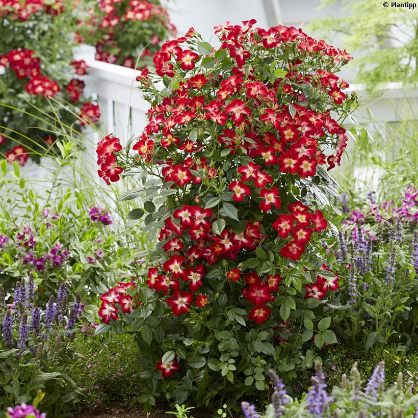 Rosa Everglow Ruby (Plant habit)