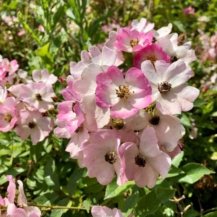 Rosa Ballerina (Flowering)