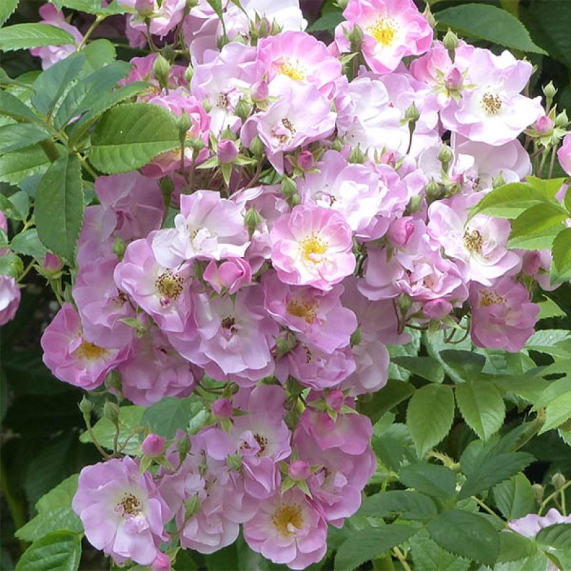 Rosa Blush Rambler - Climbing Rose (Flowering)