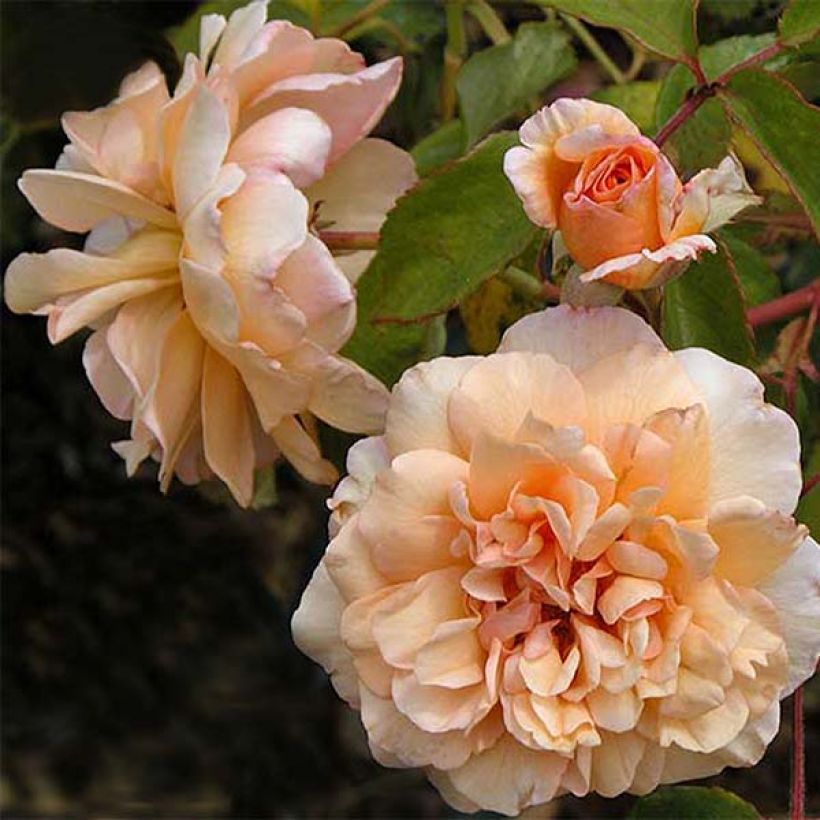 Rosa moschata Buff Beauty - Musk Rose (Flowering)