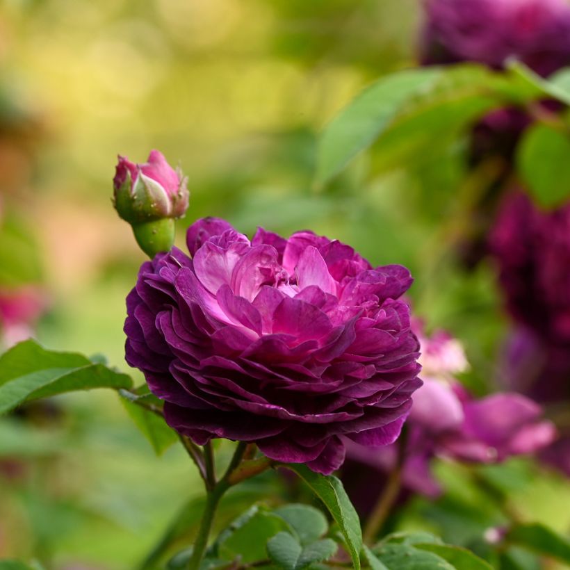 Rosa gallica Cardinal de Richelieu - Old Gallic Rose (Flowering)
