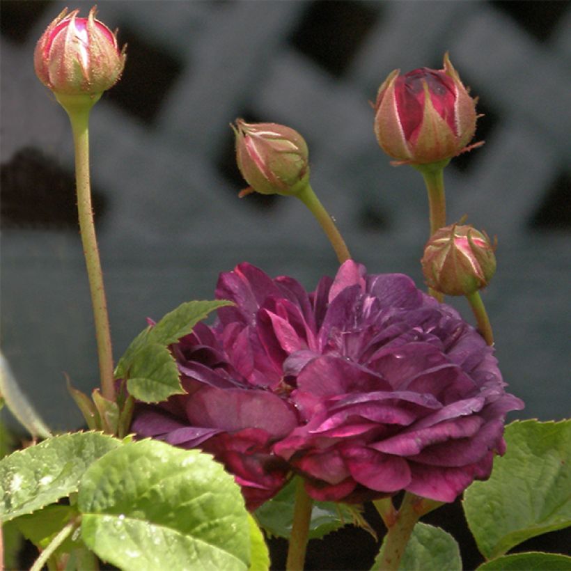 Rosa gallica Cardinal de Richelieu - Old Gallic Rose (Flowering)