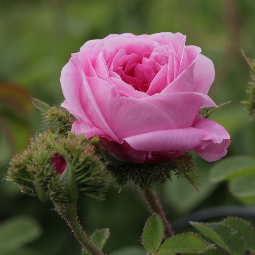 Rosa centifolia Cristata - Crested Moss Rose (Flowering)