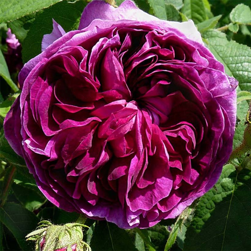 Rosa gallica Charles de Mills - Old Gallic Rose (Flowering)