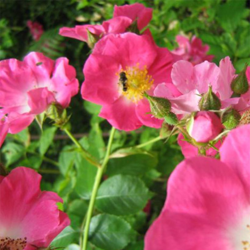 Rosa gallica Complicata - Old Gallic Rose (Flowering)