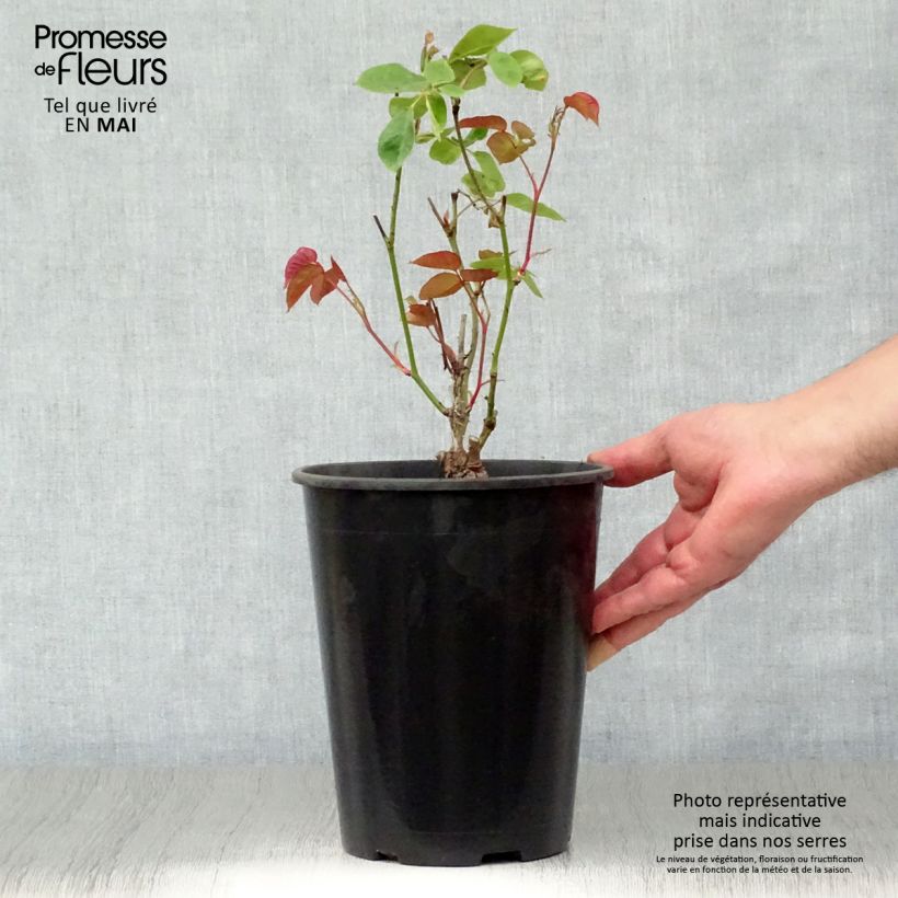 Rosa Dainty Bess 4L/5L potShipped height around 20/30cm sample as delivered in spring