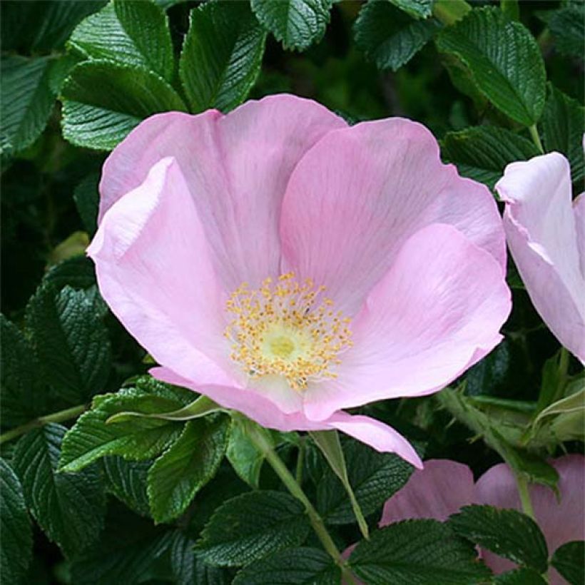 Rosa x rugosa 'Fru Dagmar Hastrup' - Rugosa Rose (Flowering)