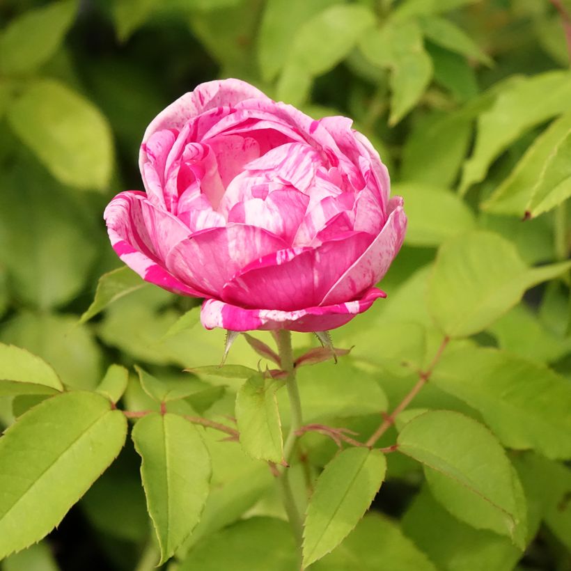 Rosa gallica Gros Provins Panaché (Flowering)