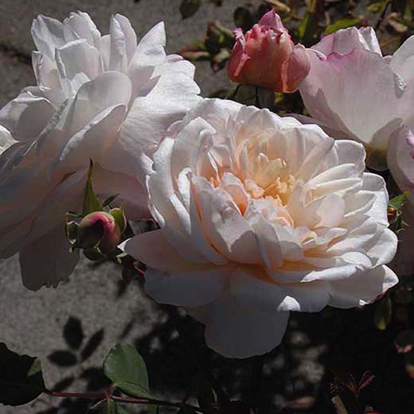 Rosa Gruss An Aachen - Hybrid Tea (Flowering)