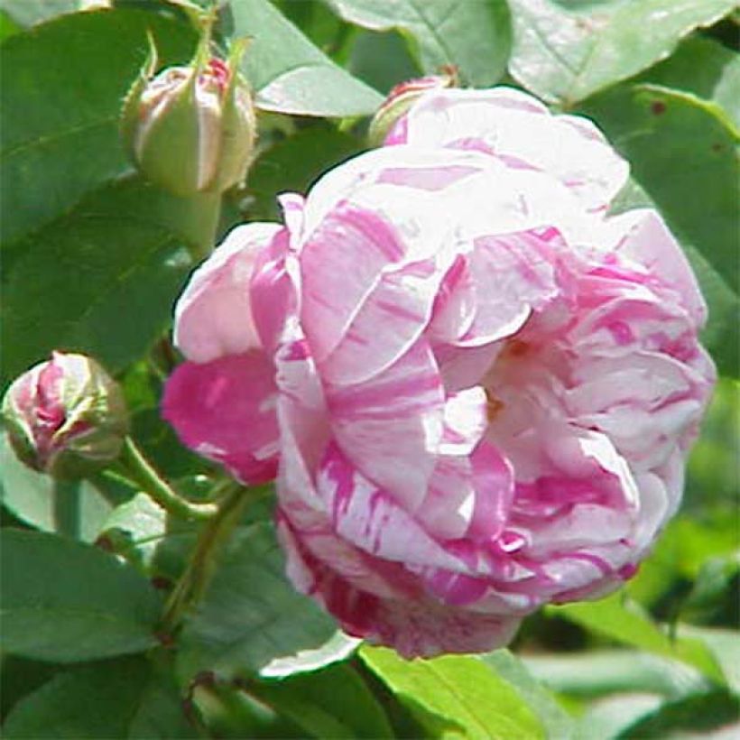 Rosa Honorine de Brabant - Bourbon Rose (Flowering)