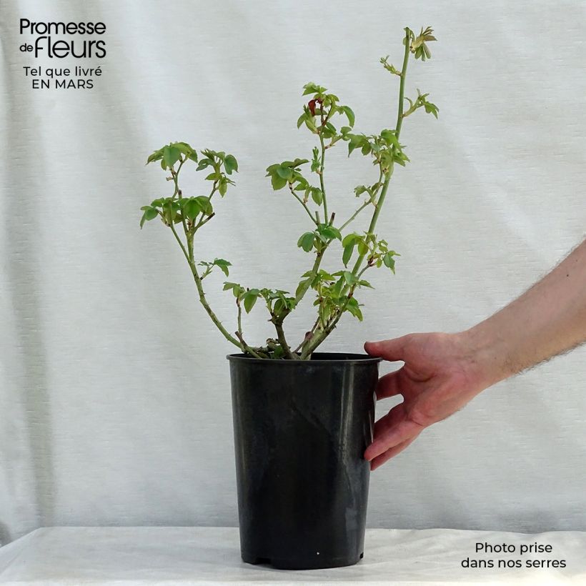 Rosa Honorine de Brabant - Bourbon Rose 4L/5L pot sample as delivered in spring