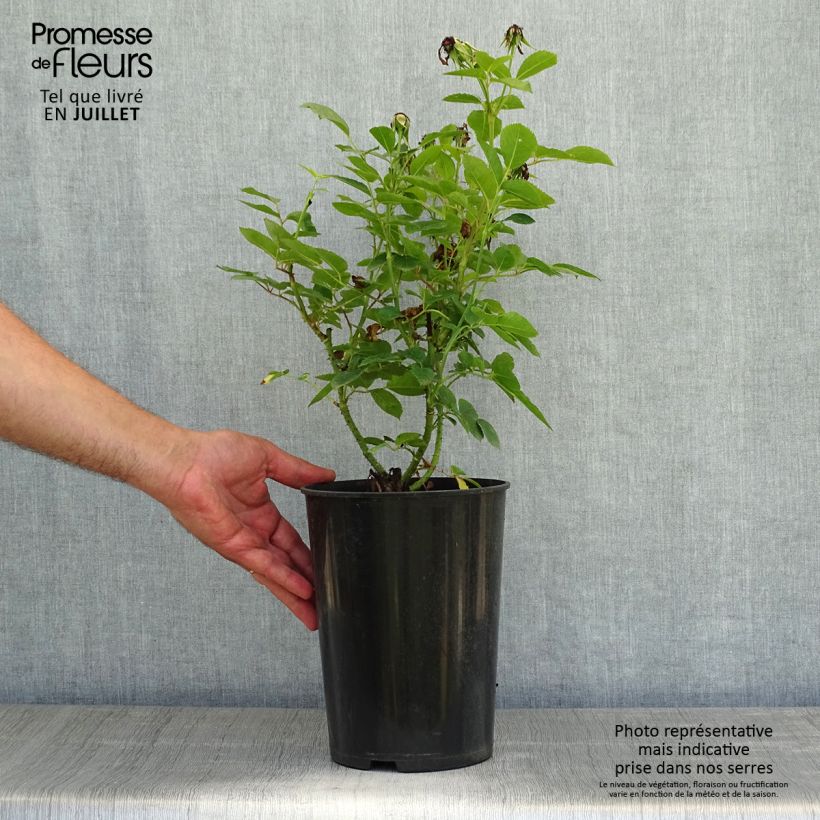 Rosa Jacqueline du Pré - Hybrid Tea 4L/5L pot sample as delivered in summer
