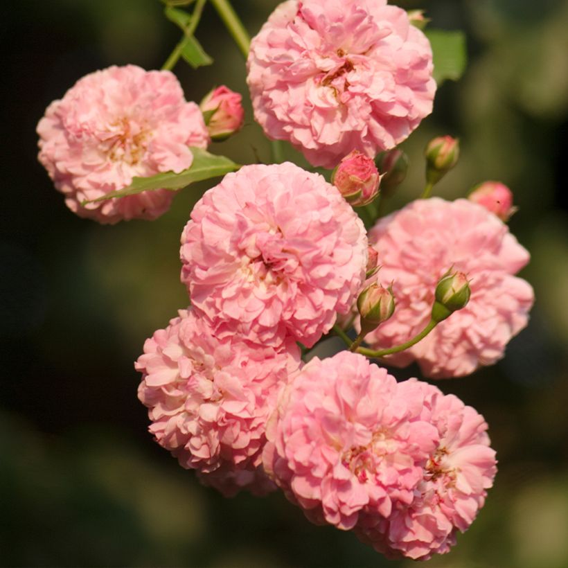 Rosa Jacques Cartier - Portland Rose (Flowering)