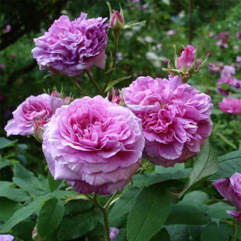 Rosa gallica Jenny Duval - Old Gallic Rose (Flowering)