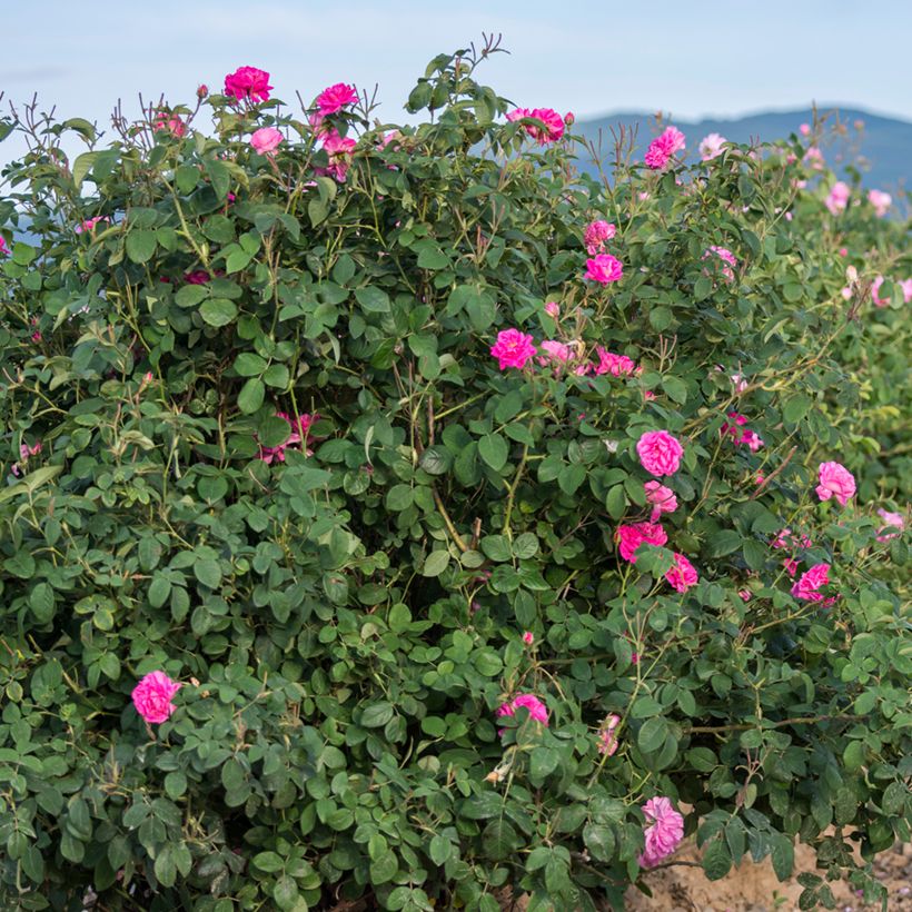 Rosa damascena Trigintipetala - Damask Rose (Plant habit)