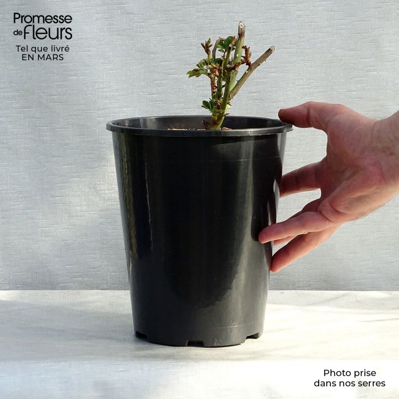Rosa Louise Odier - Bourbon Rose 4L/5L pot sample as delivered in spring