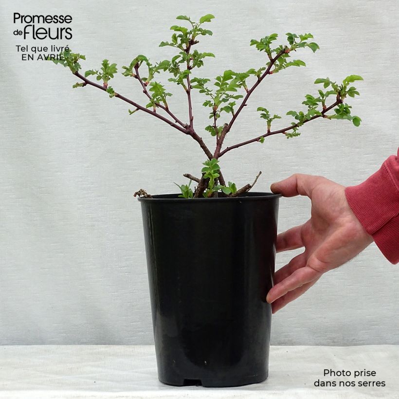 Rosa moyesii Marguerite Hilling 4L/5L pot sample as delivered in spring