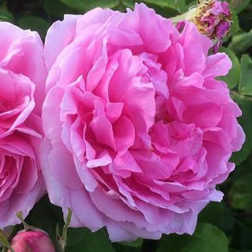 Rosa x Portland Madame Boll (Flowering)